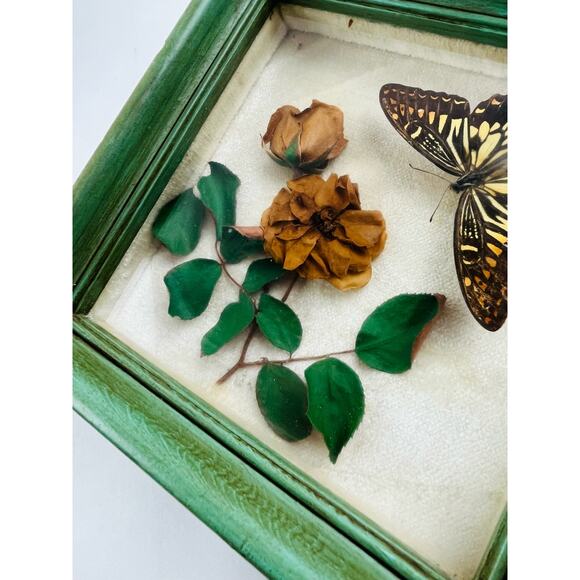 JAPANESE BUTTERFLY PAPILIO XUTHUS FRAMED DRIED TEXAS YELLOW ROSE Flower Framed - Picture 5 of 16